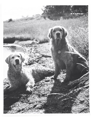 Lot 402 - Bruce Weber, Golden Retrievers, 1980s