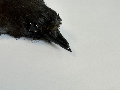Lot 466 - A Simon Costin for Alexander McQueen choker necklace, 'The Birds' collection, Spring-Summer 1995