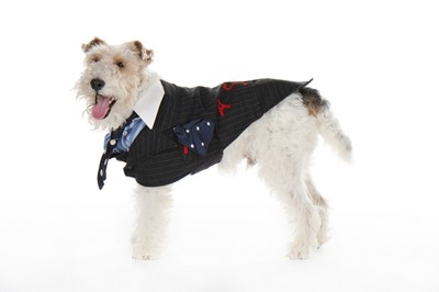 Lot 180 - Five Anne Tyrrell couture dog outfits and...