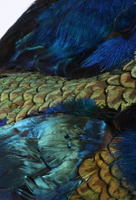 Lot 261 - An unusual peacock feather toque and matching...